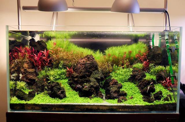 鱼缸水草不长绿藻要怎么做,水草缸如何避免爆藻