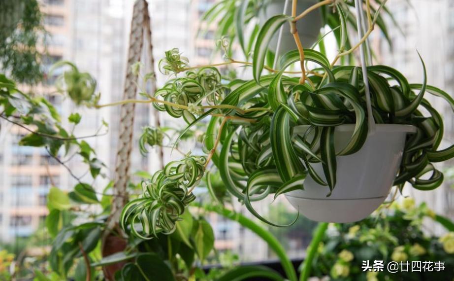 好看的喜阴室内小型绿植都有哪些,哪些绿植耐阴好养颜值高