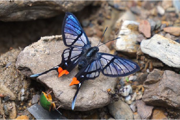 十种最美蝴蝶,自然界蝴蝶大全