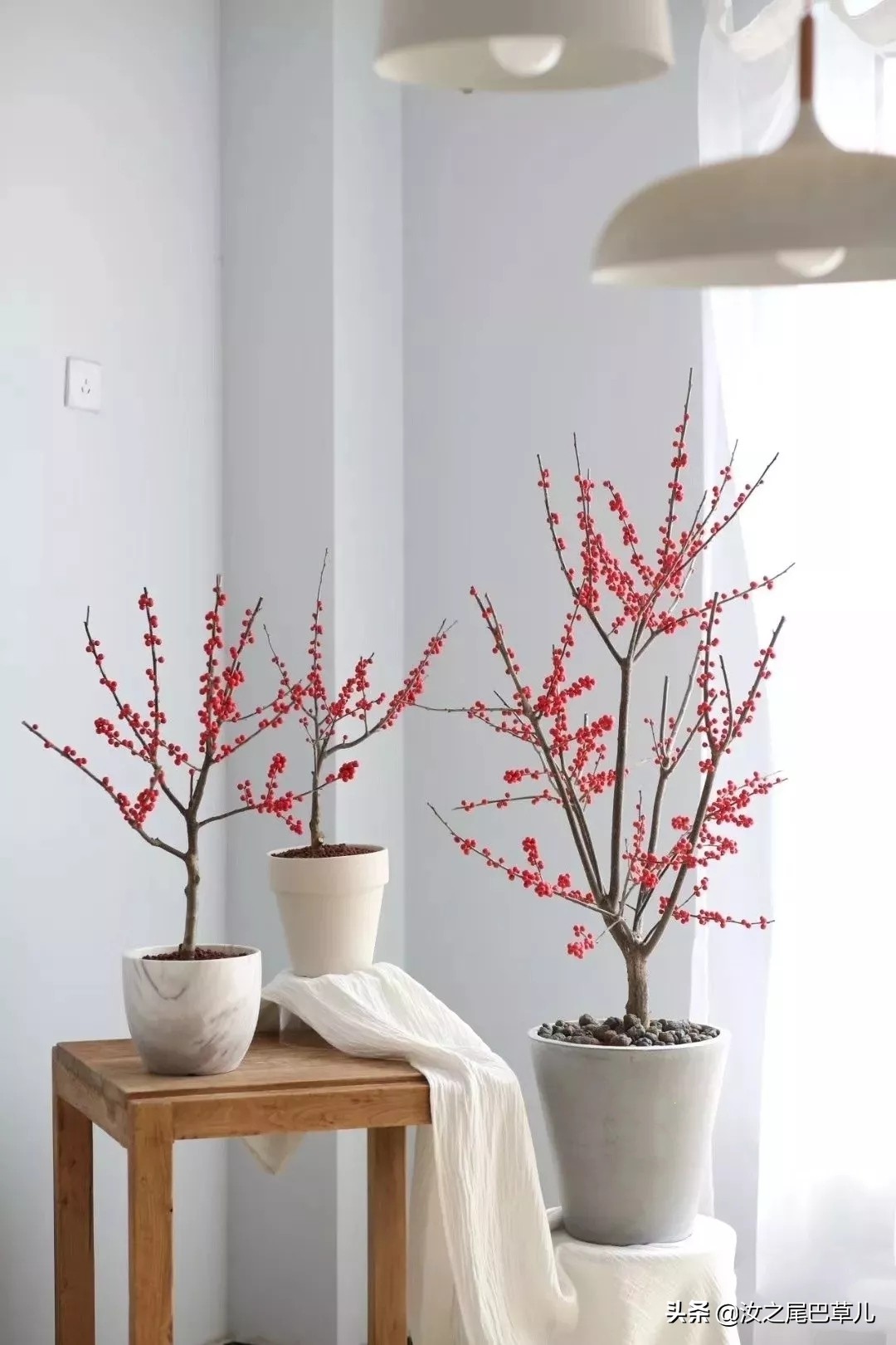 过年最受欢迎的花,北美冬青和金玉珠的区别