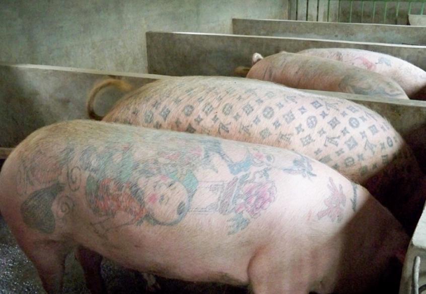 比利时男子给活猪纹身，猪皮被香奈儿做成限量版包，轻松赚得50万
