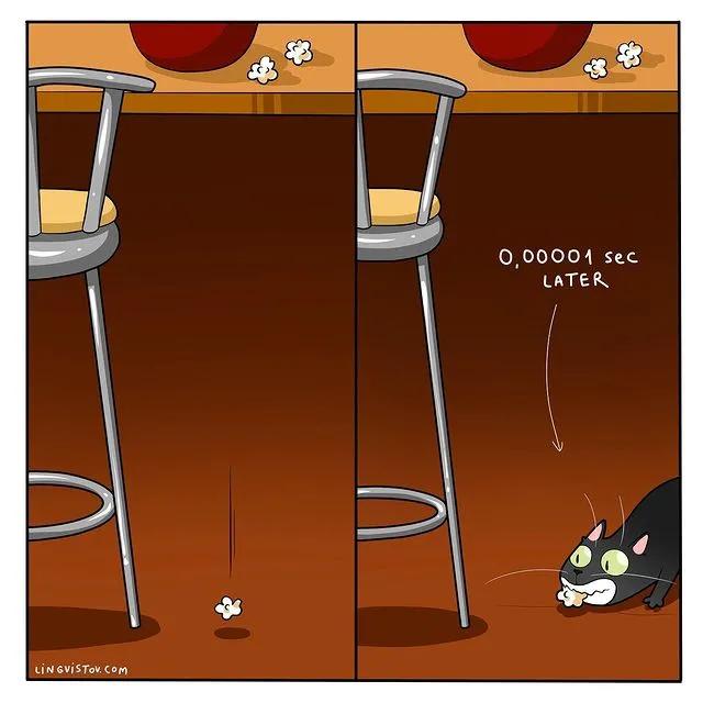 沙雕猫片，笑到床塌！自从做了卑微的铲屎官，比一个人时刺激多了