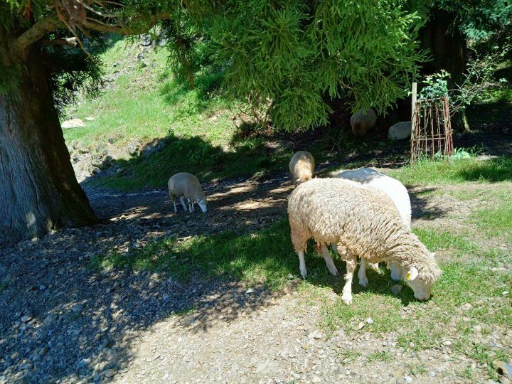 台湾农场冬天旅游攻略,台湾清境农场旅游