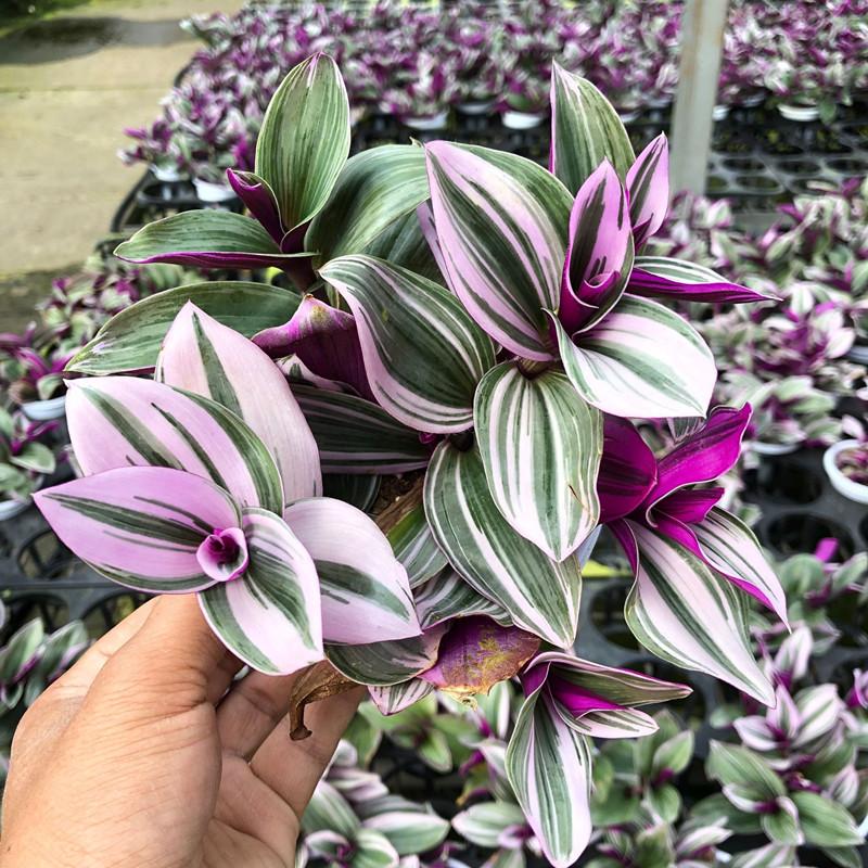 油画吊兰又高又长,0.01元油画吊兰捡漏包邮