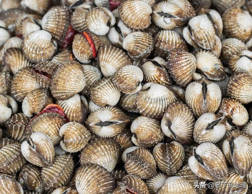 中国海鲜地图,中国海鲜最多地区