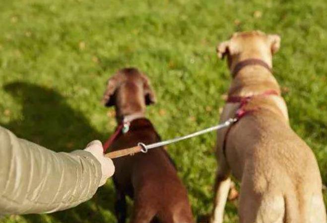 狗狗一出笼子就兴奋乱跑怎么训练,狗狗出门乱跑不跟随主人怎么办