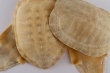 龟汤药材配方,石龟煲汤料配方大全