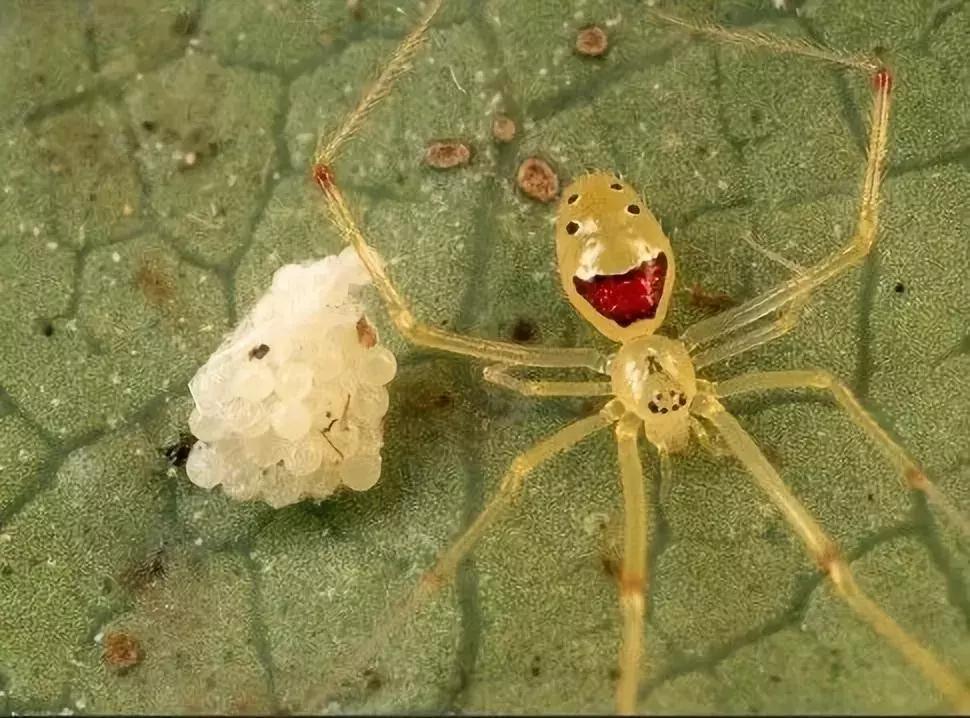 世界十大不寻常宠物,全球最稀有的宠物