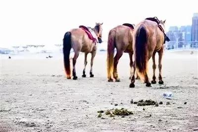鸡粪牛粪羊粪肥的区别,鸡粪羊粪牛粪哪种当肥料好