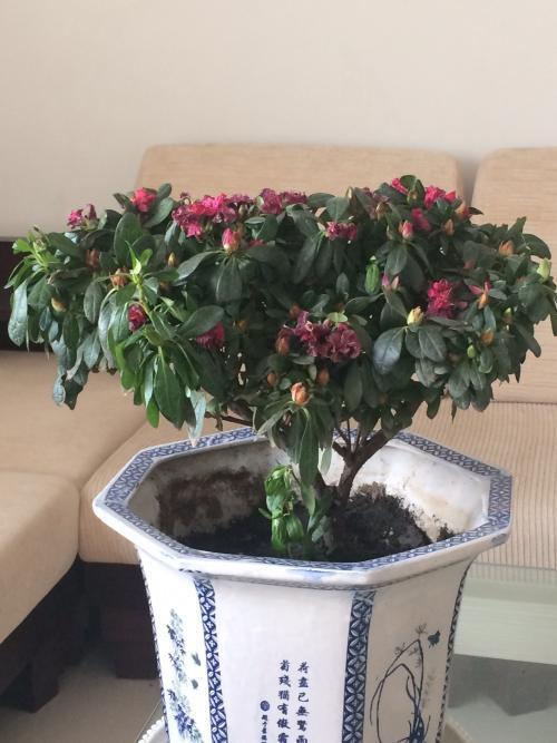 杜鹃花黄叶家用小妙招,杜鹃黄叶干枯怎么办