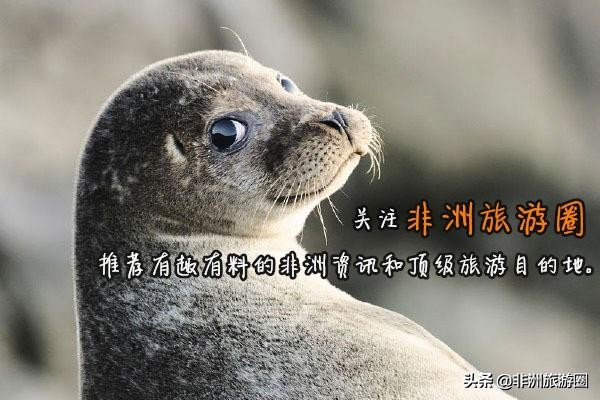 收藏系列：去非洲你应该知道的事，一文教你成为本地人