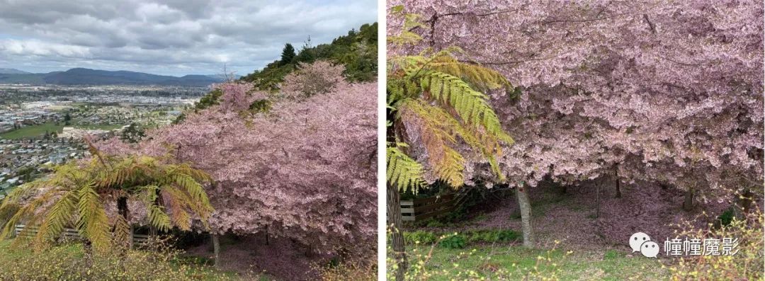 新西兰见闻录100,新西兰生活见闻