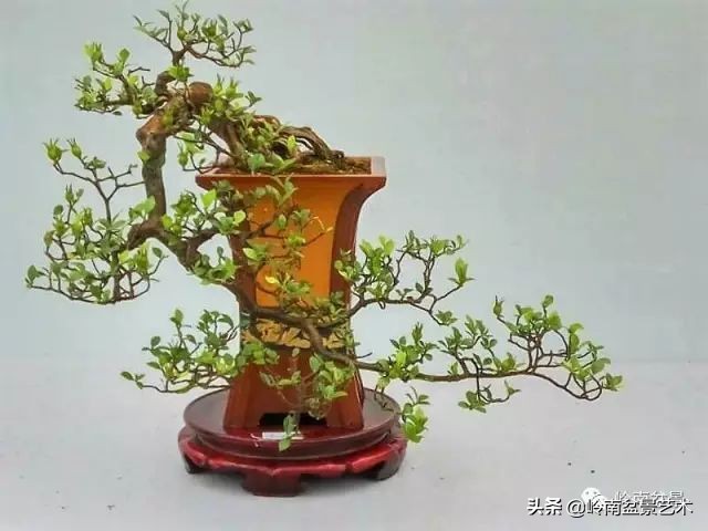 杂木盆景也毫不逊色,杂木盆景值钱吗