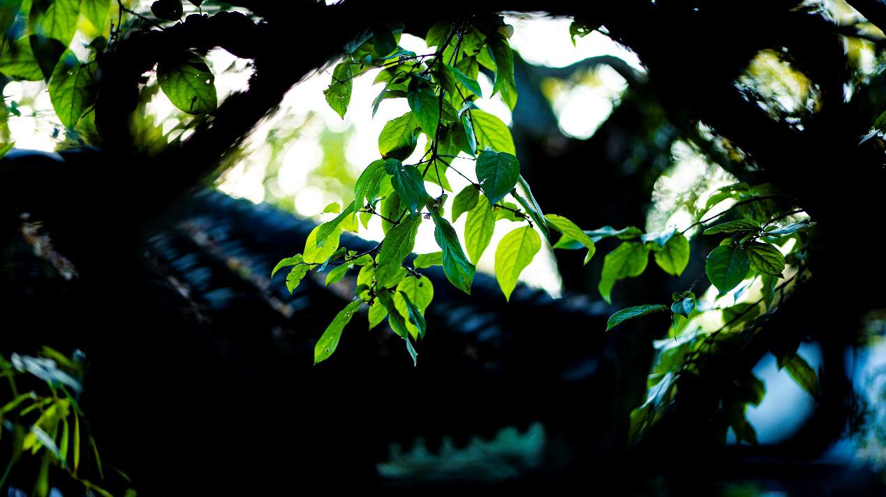 松下lumixs5人像,松下lumix7-14mmf4.0测评