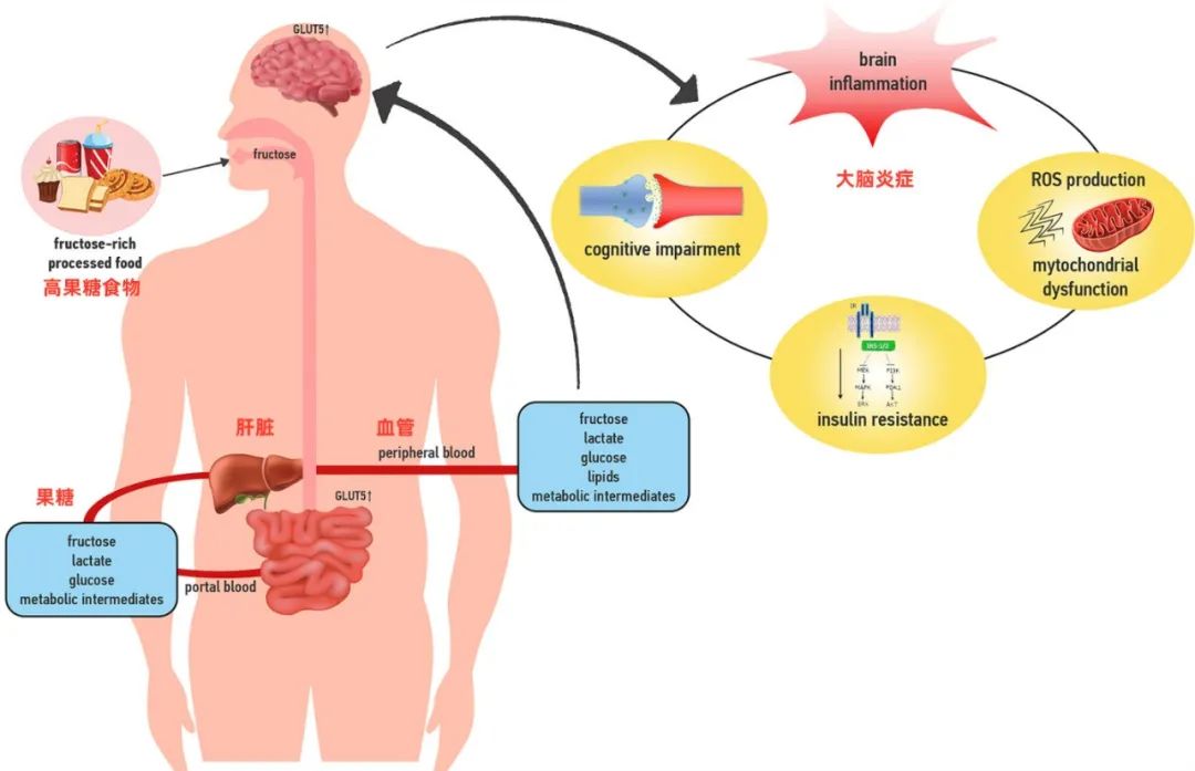 水果吃得多容易脂肪肝,脂肪肝吃哪些水果最好