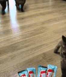 猫中最厉害的是橘猫吗,最胖的猫排名前十