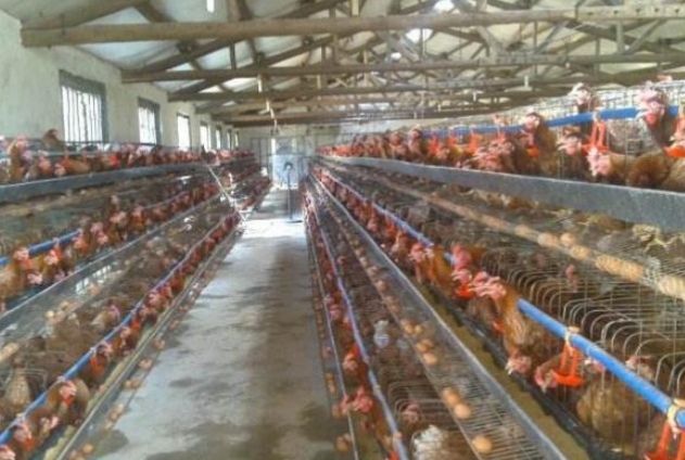 育雏蛋鸡的成本与利润,养殖蛋鸡的成本和利润是多少