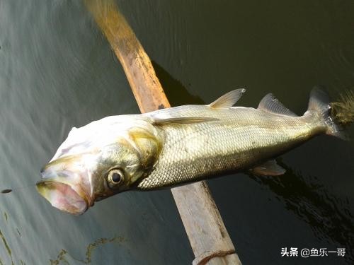 钓鱼一哥全部作品,河道钓翘嘴的正确方法与技巧