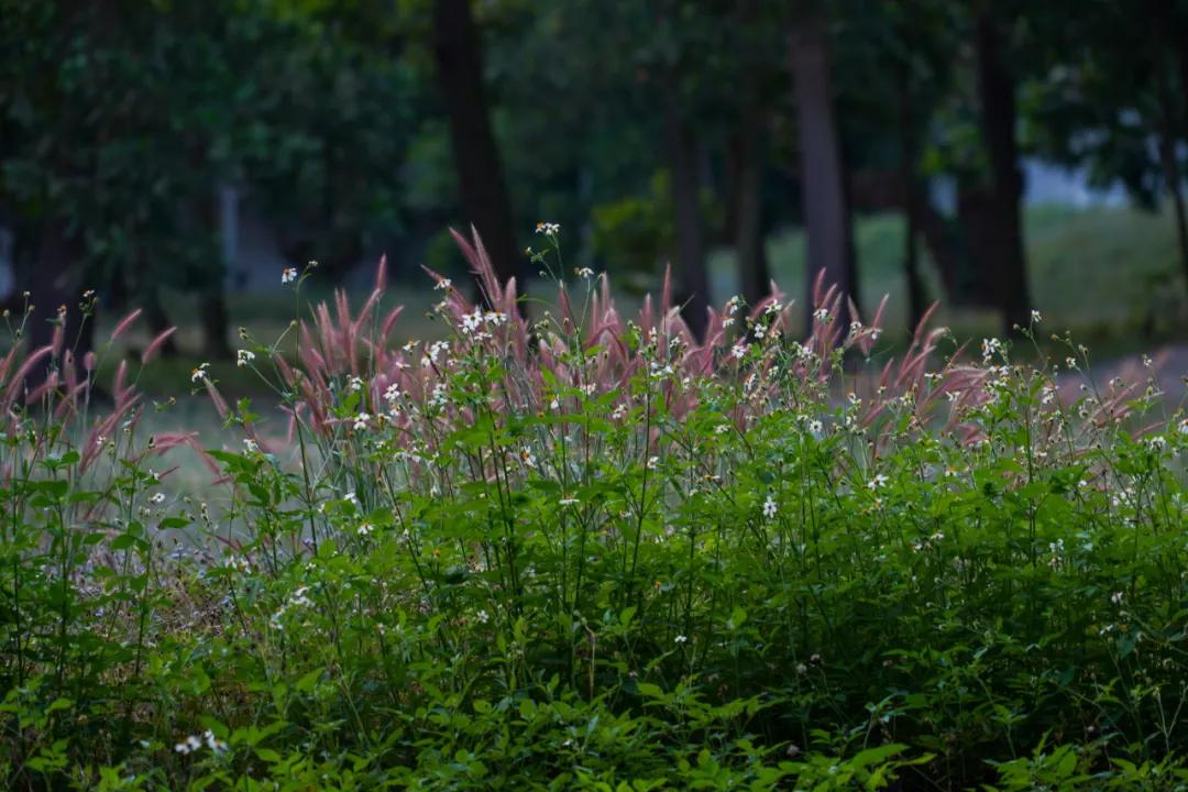 静谧角落香云纱,静谧角落视频