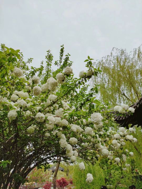 春游扬州瘦西湖,雨天游扬州瘦西湖