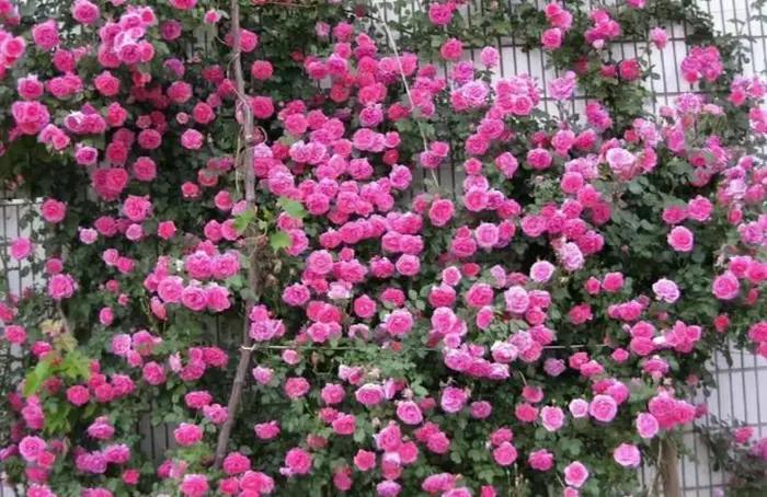 四种高颜值爬藤月季花,名贵十大爬藤月季超大花