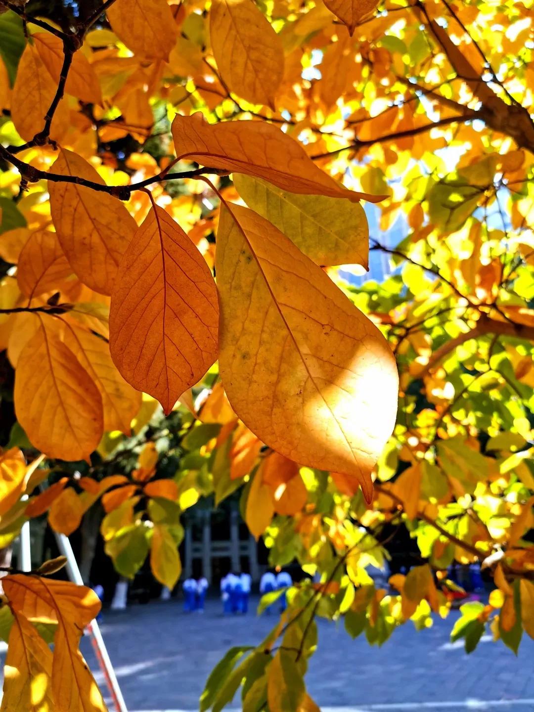 天津市耀华中学冯耀忠,天津市耀华中学招聘