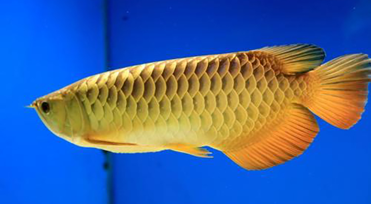 龙鱼幼鱼期怎么分辨金龙还是红龙,20公分龙鱼怎么区分金龙红龙