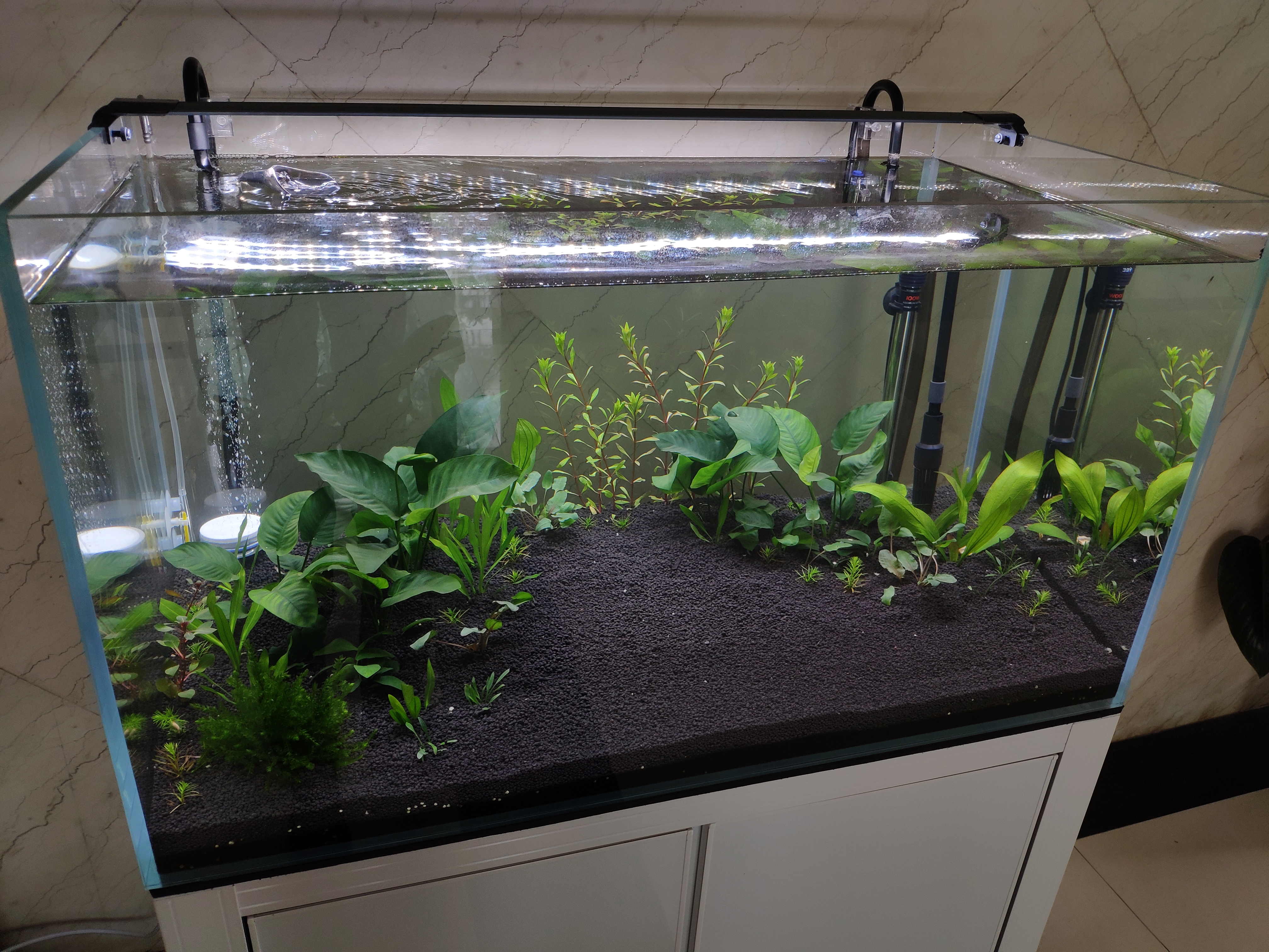 鱼缸养什么比较好看,鱼缸哪种最实用好养