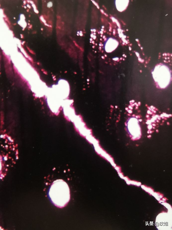 阴沉木和乌木是同一种木吗,阴沉木是什么木