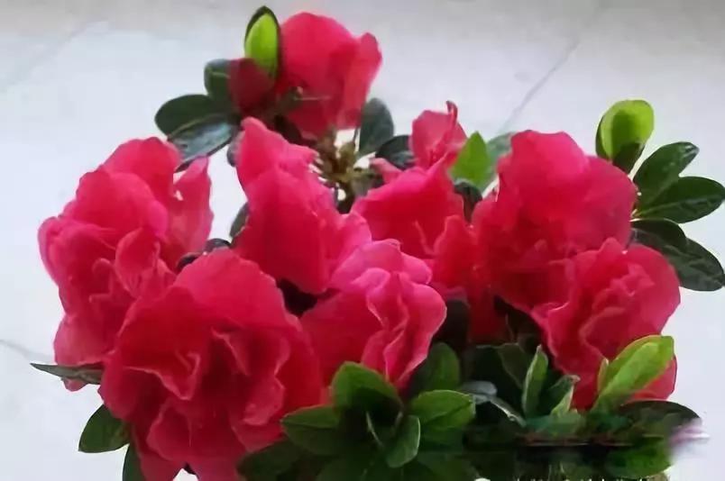 送给喜欢种花的人什么礼物,想养花却把花养死