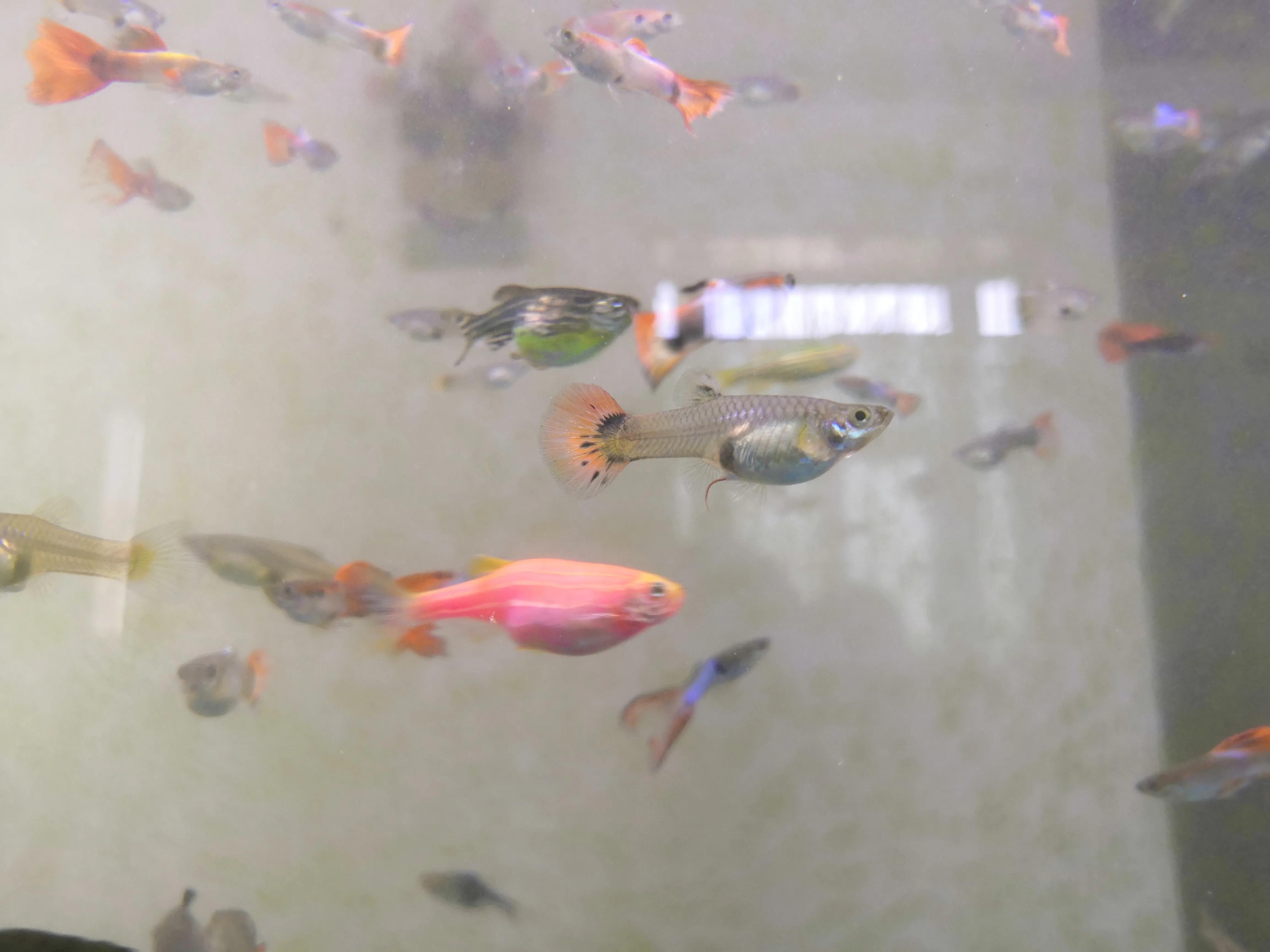 孔雀鱼及小型热带鱼内寄（驼型弓虫）治疗心得