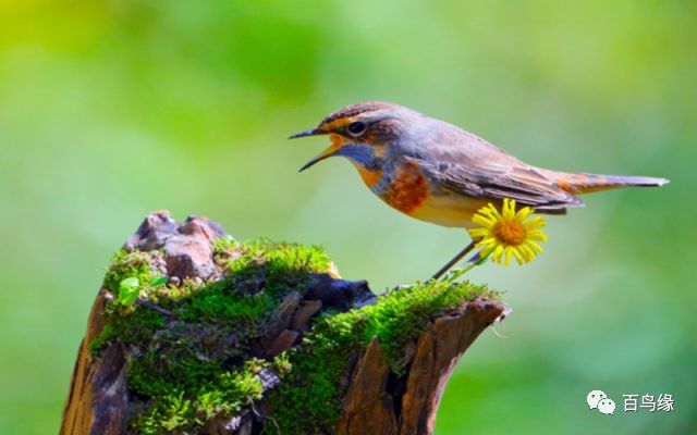注意这4点养好茉莉花没毛病,注意这九个细节培养强大的气场