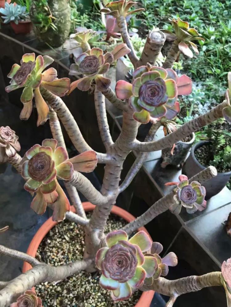 多肉法师杆子腐烂怎么办,多肉腐黑了是什么原因