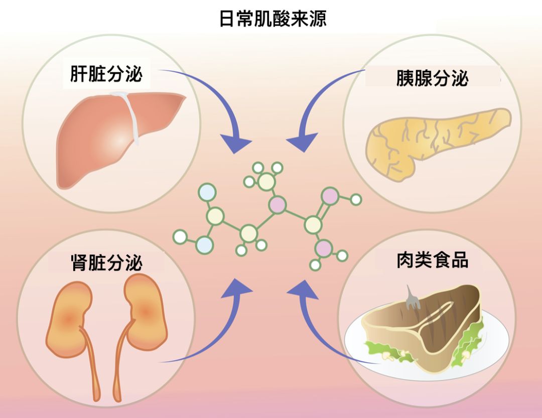 补剂科普肌酸,被严重低估的补剂肌酸
