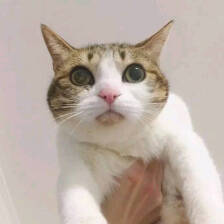 睡前小动作治尿频,睡前尿频导致失眠