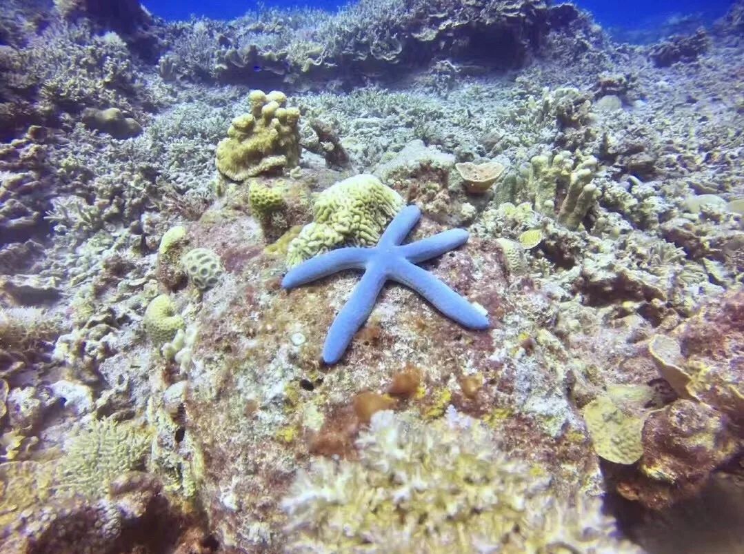 沙巴美食大起底亚庇美食一日游 (沙巴旅游攻略小吃夜市)