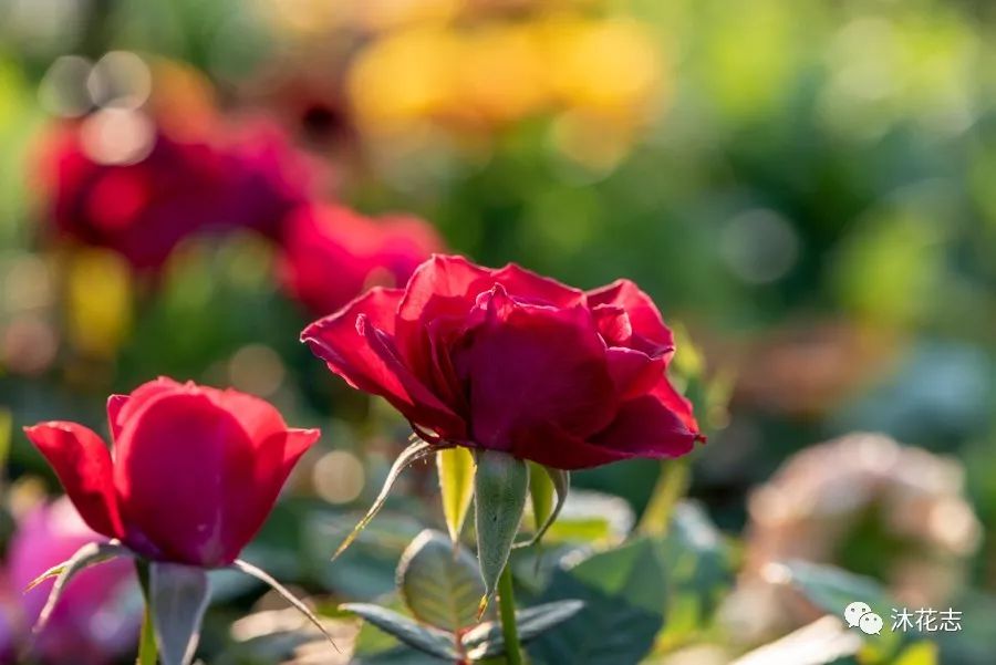 那些年被我们误会的名字,那些年被误会的歌