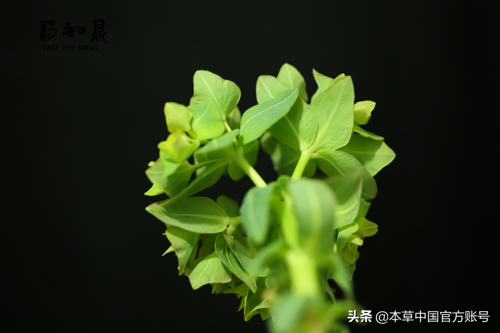 【本草百科·药知鼎——狼毒】花美却是恶毒之药，杀飞鸟走兽