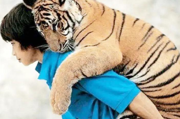 女子放生老虎5年后相遇视频,国外一男子放生老虎5年后相遇