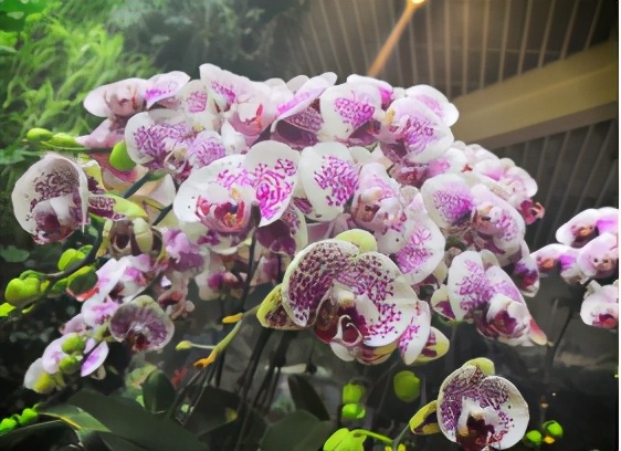 云南禄丰旅游线路攻略图,云南冬季自驾游最佳线路图