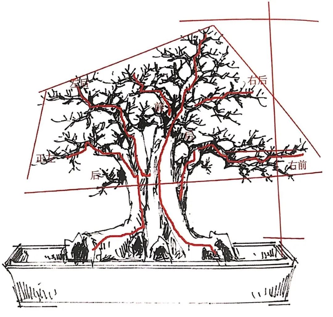 雀梅老桩盆景的造型,雀梅盆景树桩大全