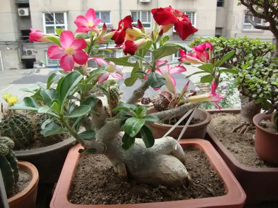 浇水过多死的植物,最容易浇死的6种花