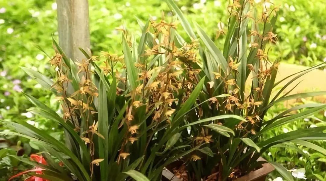 春兰蕙兰建兰墨兰寒兰哪种名贵,春兰蕙兰建兰寒兰墨兰哪种最好养