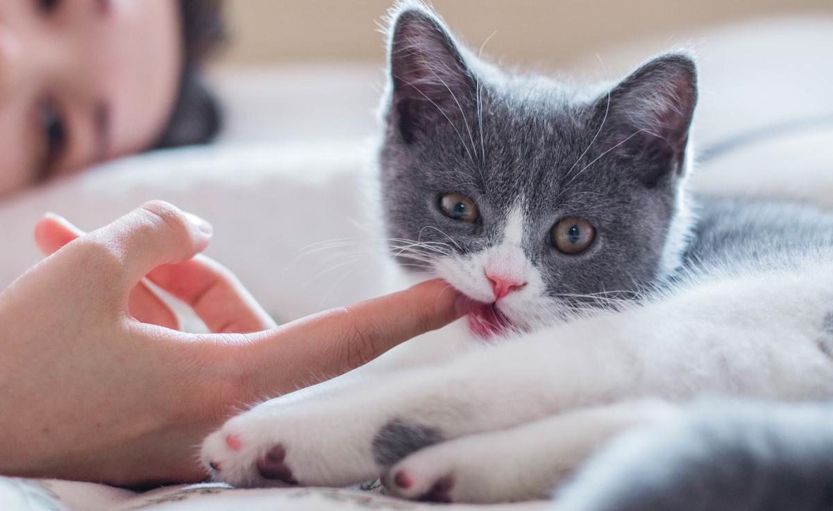 养猫人的精神状态图鉴,养猫人的精神状态一览
