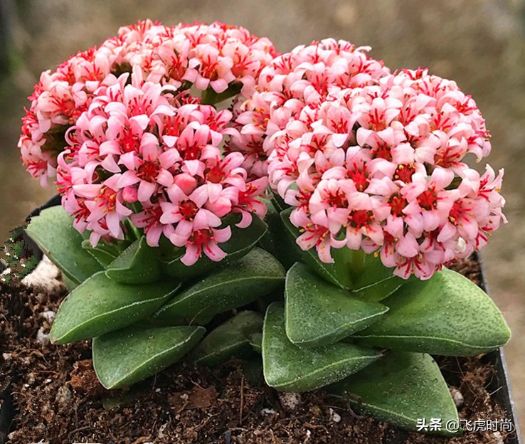 多肉哪些品种开花好看带图片,15种开花的多肉图片