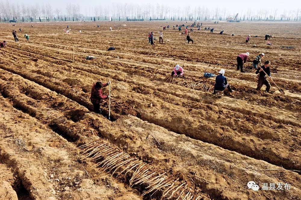 温县的铁棍山药,温县铁棍山药价格