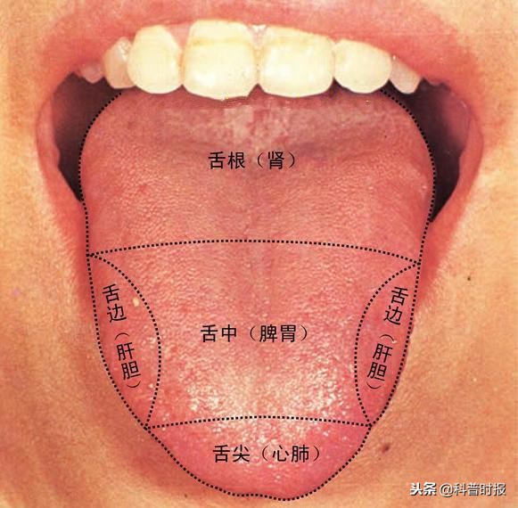 「科普时报」舌象：随身携带的“体检报告”