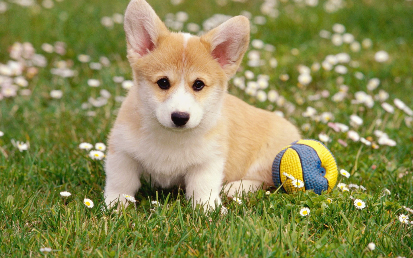 怀孕不能养狗的视频,怀孕不能养狗狗吗