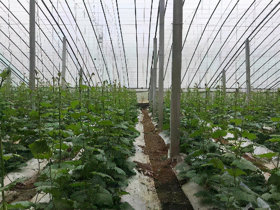 水果价格现回落势头,水果价格不稳定