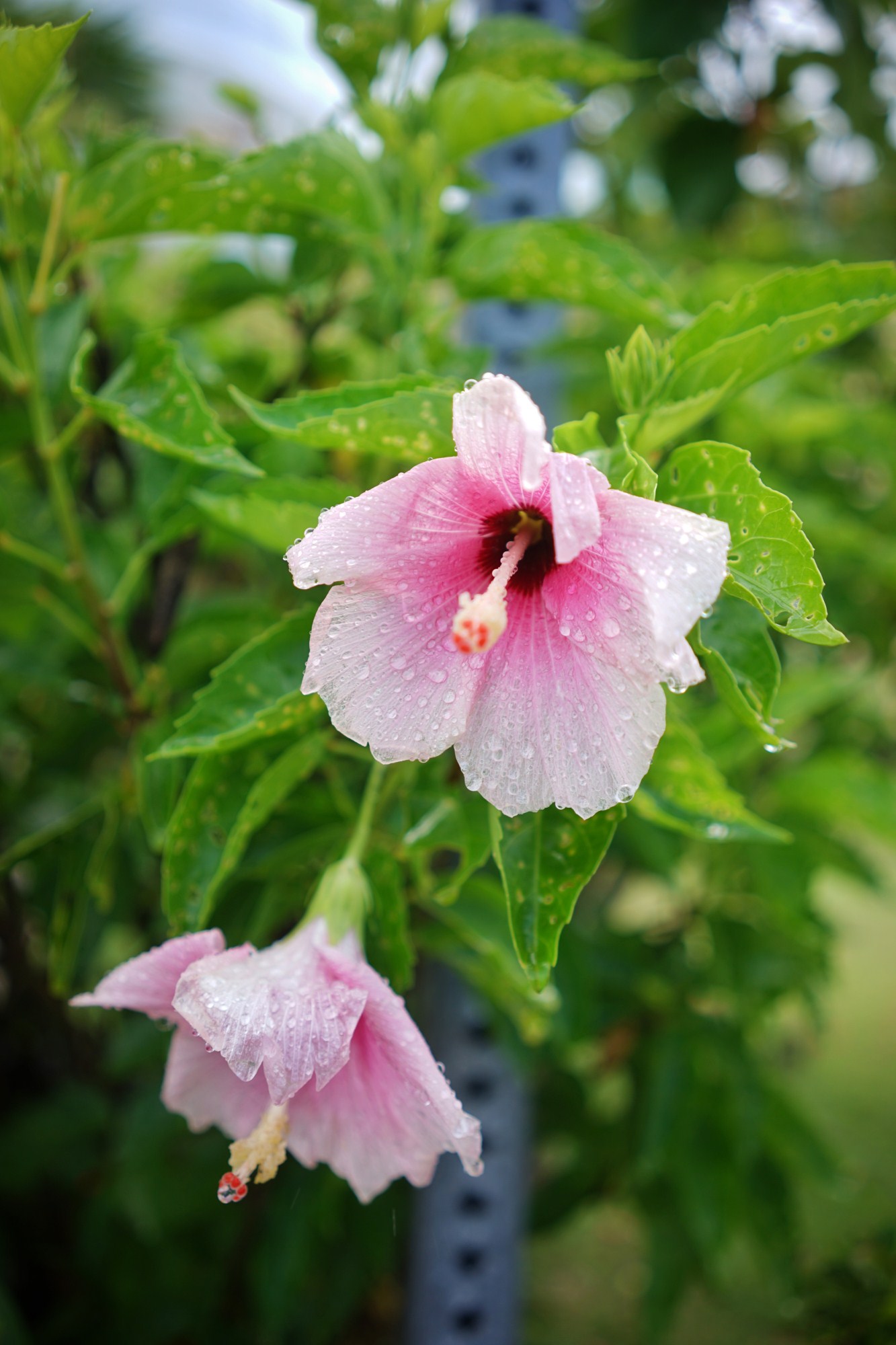 一定是特别的缘分——帕劳,再遇见「周若雪Patty」·上
